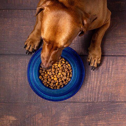 dog, eating food